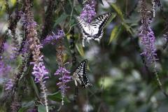 Image00048