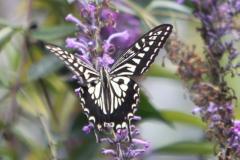 Image00050