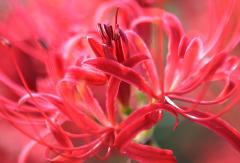 IMG_0007wb