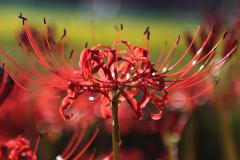 IMG_6998wb