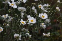 IMG_0561wb