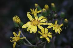 IMG_0573wb