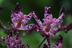 IMG_0576wb
