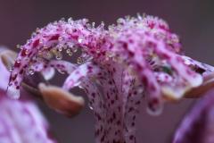 IMG_0578Awb