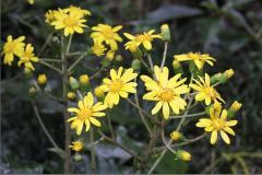 IMG_0643wb