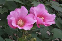 IMG_2559wb