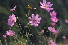 IMG_6608wb