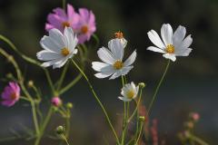 IMG_6609wb