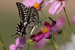 IMG_6614wb