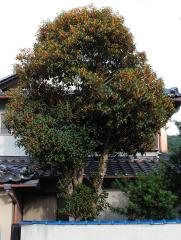 IMG_6635wb