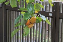 IMG_6692wb