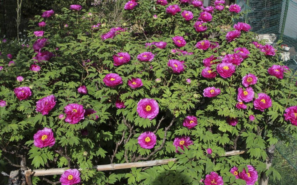 Image00001