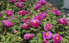 Image00004