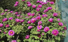 Image00006