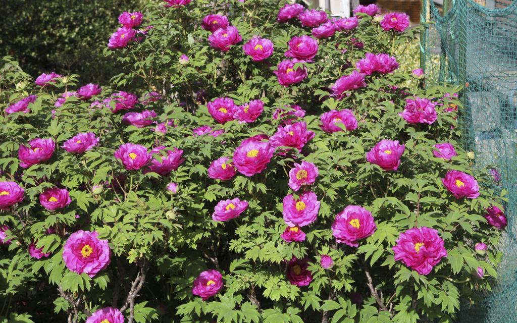 Image00006