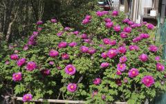 Image00007