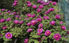 Image00008