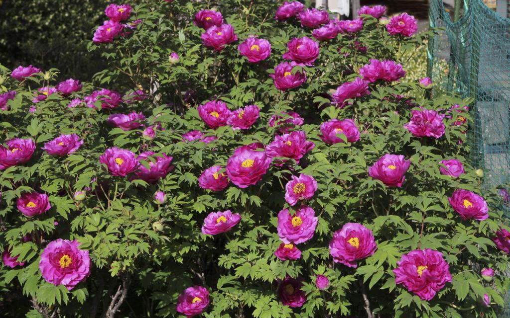 Image00008