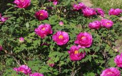 Image00009