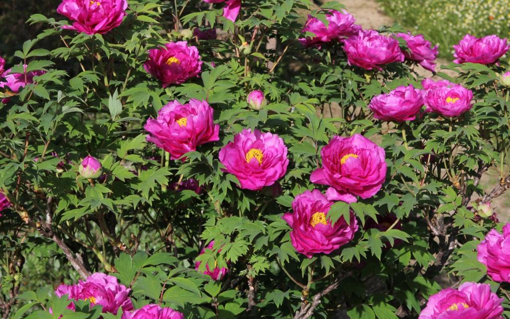 Image00009