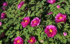 Image00011