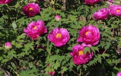 Image00012