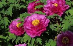 Image00013