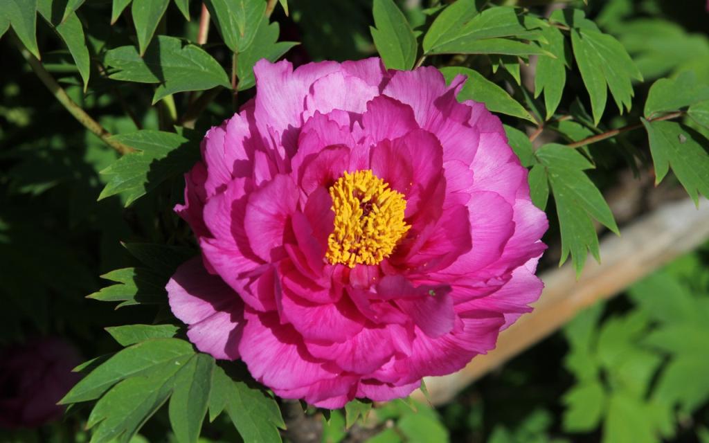 Image00014