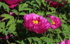 Image00015