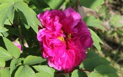 Image00016