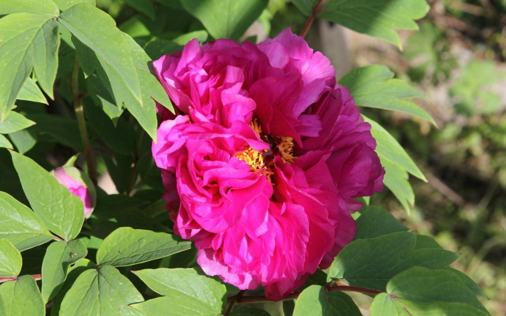Image00016