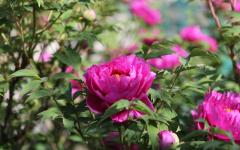 Image00017