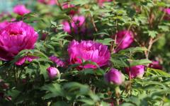 Image00018