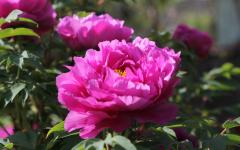 Image00025