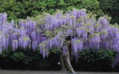 Image00005