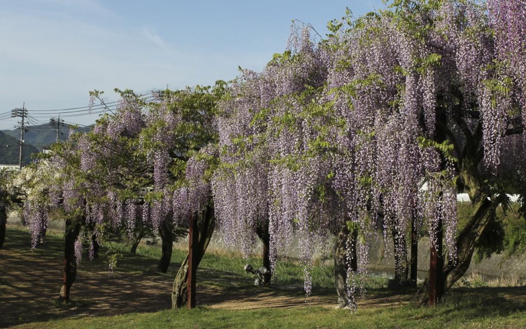 Image00007
