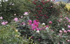 Image00001