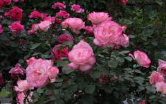 Image00002