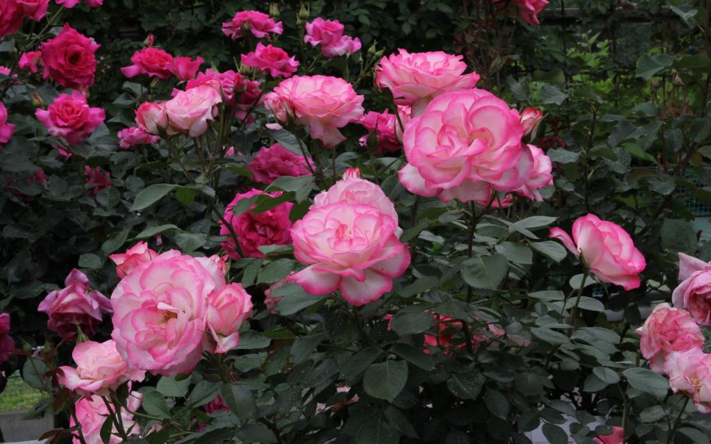 Image00002