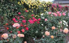 Image00003