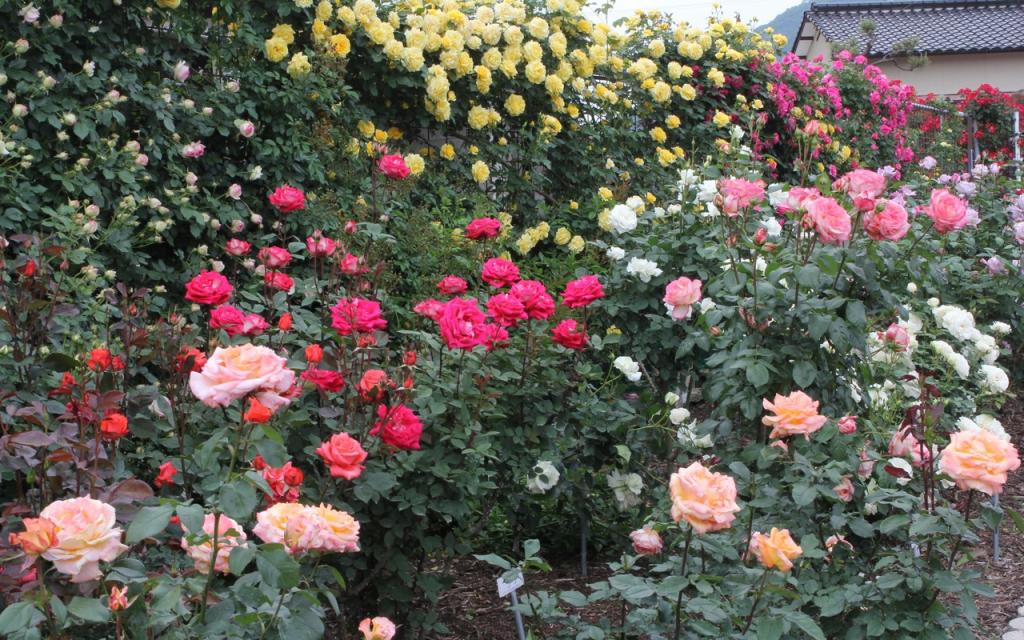 Image00003