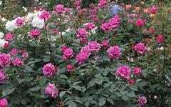 Image00004