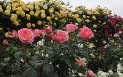 Image00005