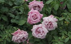 Image00007