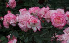 Image00009