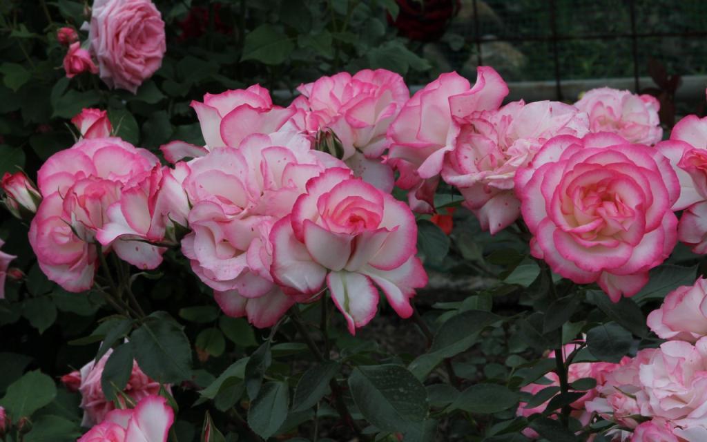 Image00009