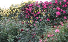 Image00010