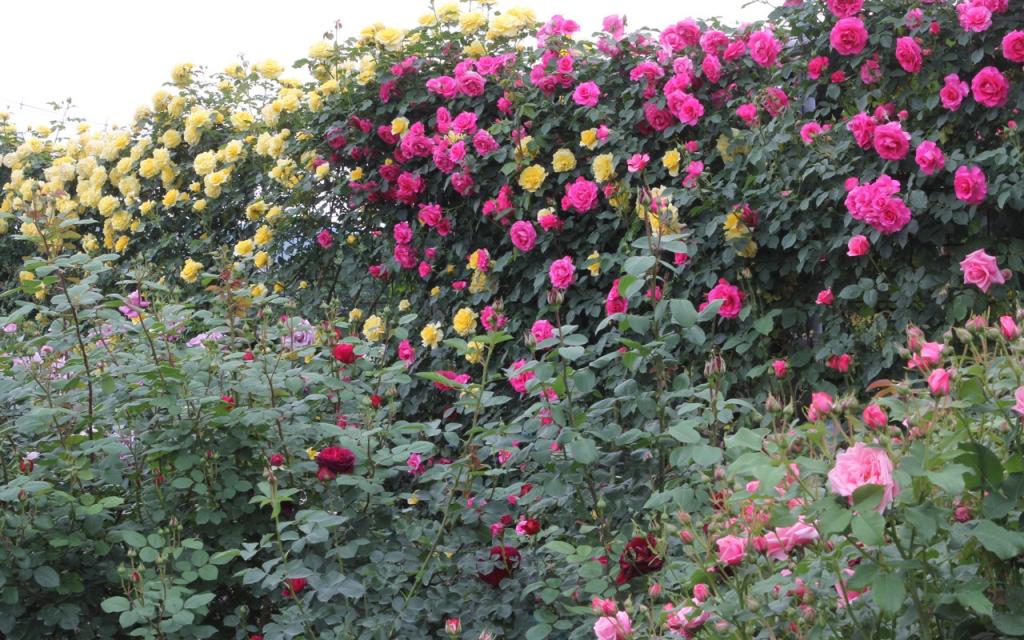 Image00010