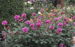 Image00011