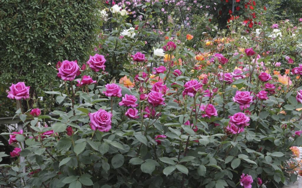 Image00011